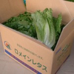 leaflettuce_product